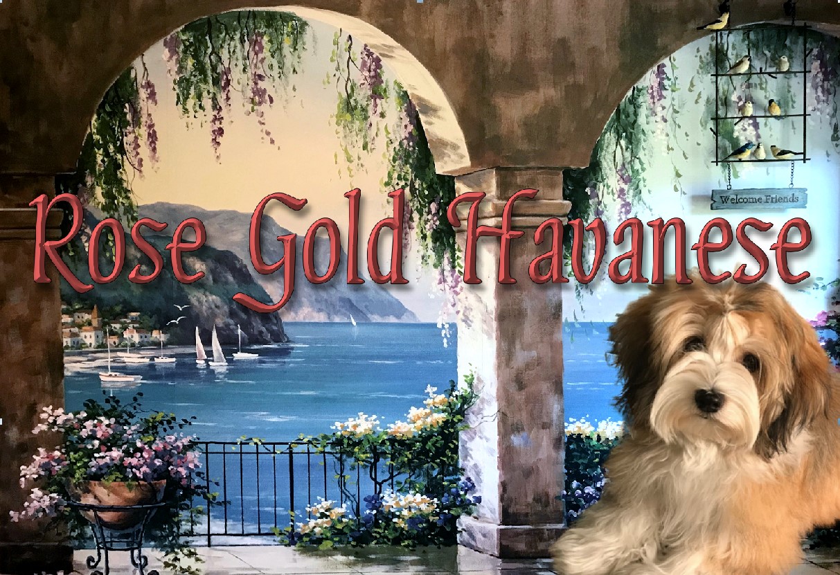 About Rose Gold AKC Champion Havanese Dogs and Ft Myers FL | Rose Havanese