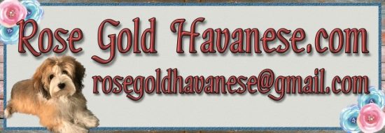 Rose Gold Havanese Linkback Banner