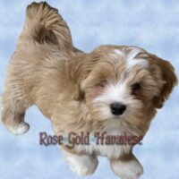 Available Havanese puppy