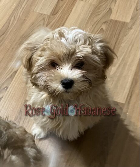 Available Havanese puppy