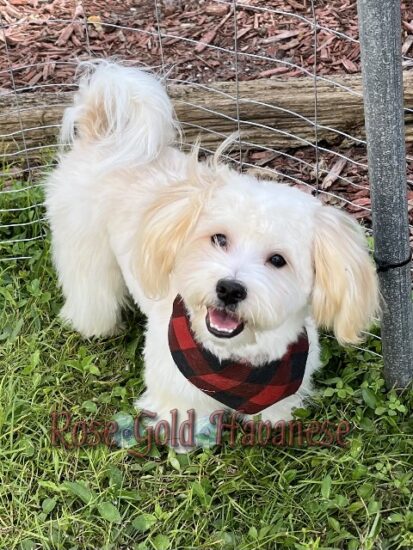 Available Havanese puppy