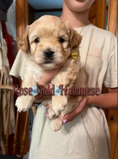 Available Havanese puppy SC & FL