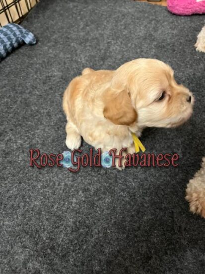 Available Havanese puppy SC & FL