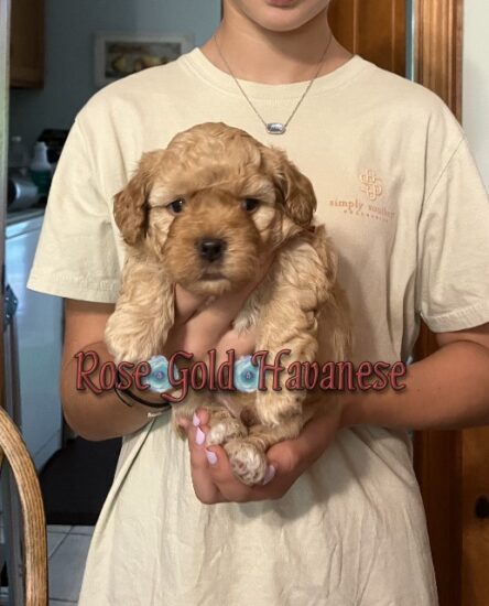 Available Havanese puppy SC & FL