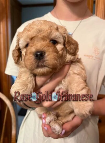 Available Havanese puppy SC & FL