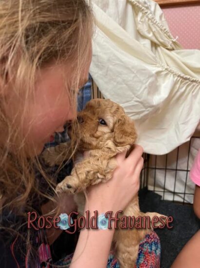 Available Havanese puppy SC & FL