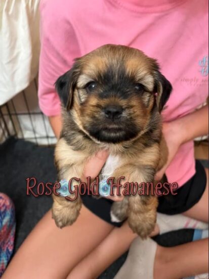 Available Havanese puppy SC & FL