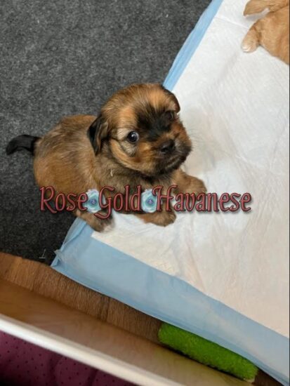 Available Havanese puppy SC & FL