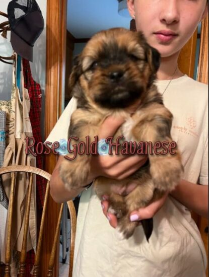 Available Havanese puppy SC & FL